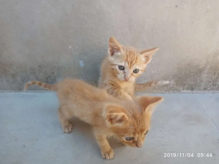 Gato raça SRD idade Abaixo de 2 meses nome Ainda não Possui