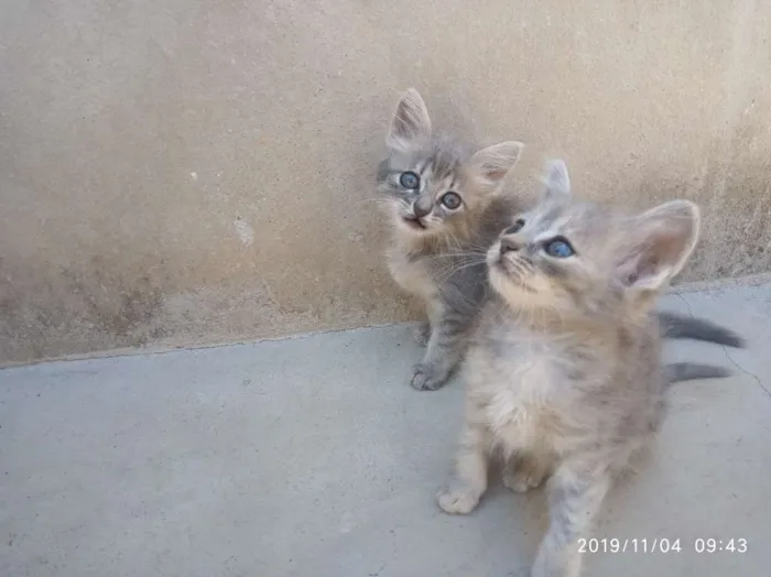 Gato raça SRD idade Abaixo de 2 meses nome Ainda não Possui
