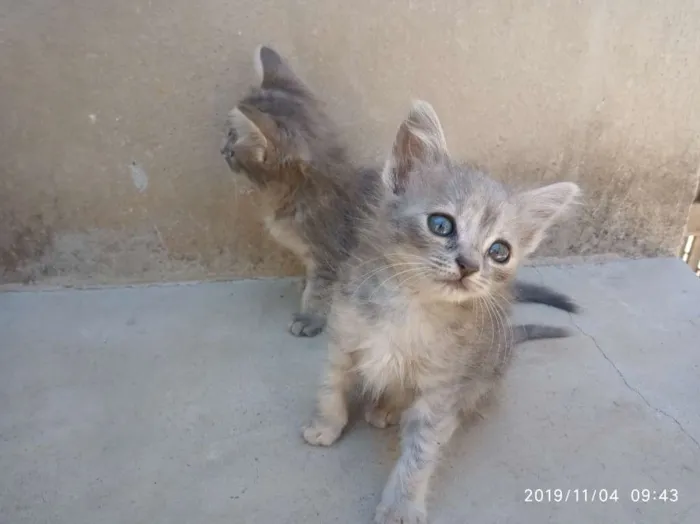 Gato raça SRD idade Abaixo de 2 meses nome Ainda não Possui