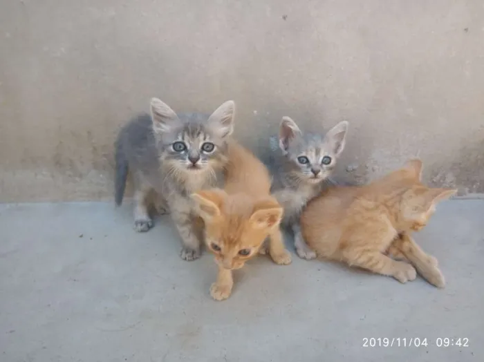Gato raça SRD idade Abaixo de 2 meses nome Ainda não Possui