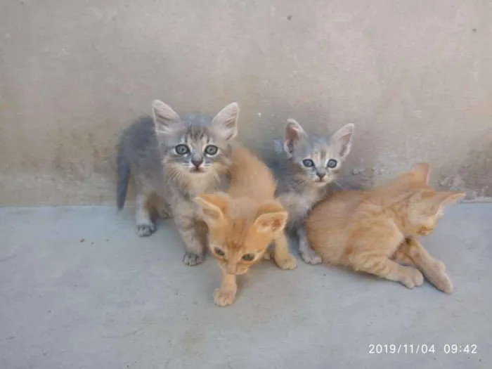 Gato raça SRD idade Abaixo de 2 meses nome Ainda não Possui