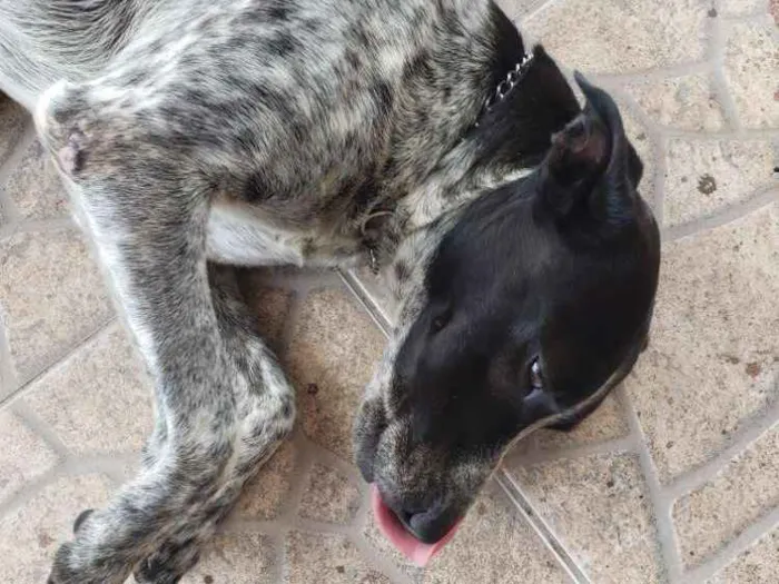 Cachorro ra a Paulistinha misto idade 2 anos nome Lucky