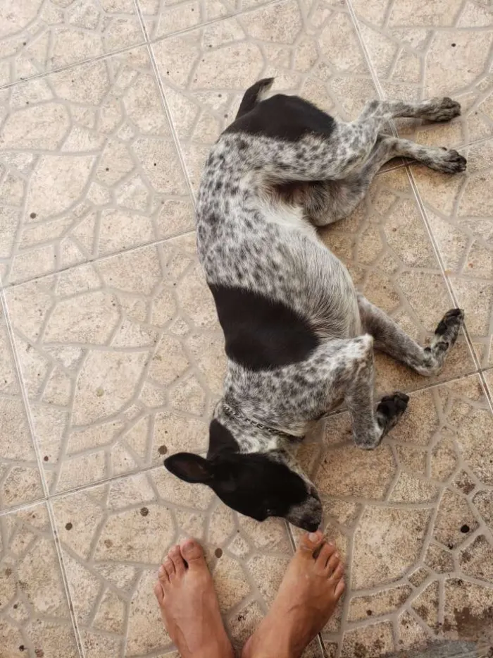 Cachorro ra a Paulistinha misto idade 2 anos nome Lucky