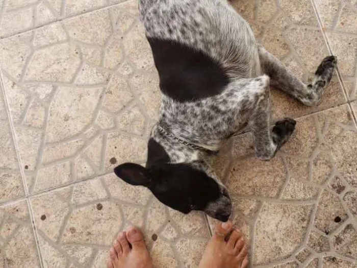 Cachorro ra a Paulistinha misto idade 2 anos nome Lucky