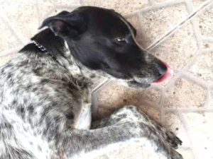 Cachorro raça Paulistinha misto idade 2 anos nome Lucky
