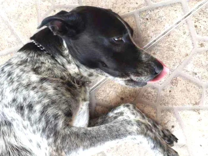 Cachorro ra a Paulistinha misto idade 2 anos nome Lucky