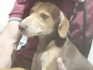 Cachorro raça Indefinida idade 2 a 6 meses nome Princesa