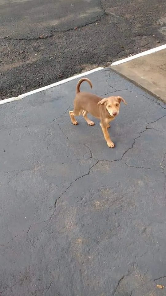 Cachorro ra a Indefinida idade 2 a 6 meses nome Princesa