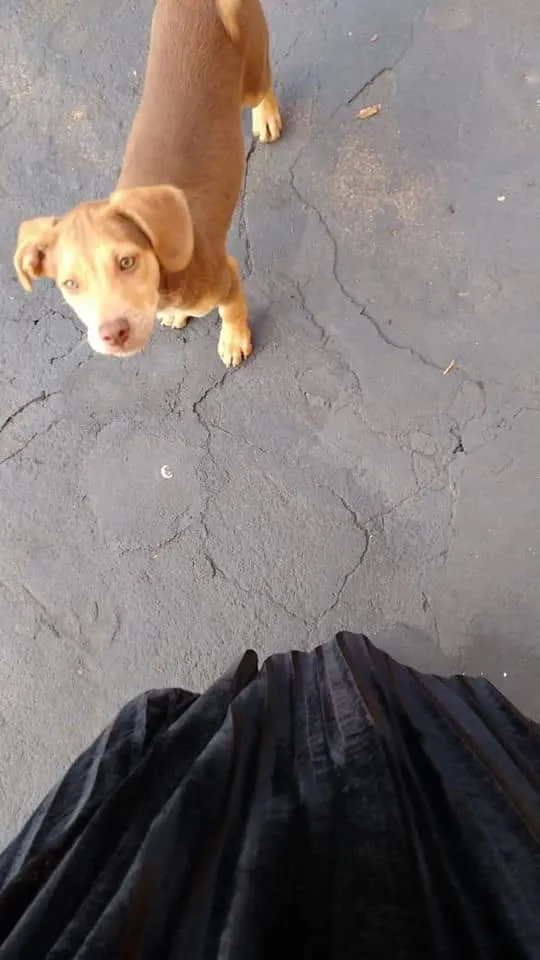 Cachorro ra a Indefinida idade 2 a 6 meses nome Princesa