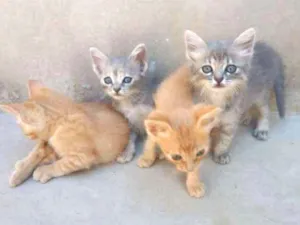 Gato raça SRD idade Abaixo de 2 meses nome Ainda não Possui