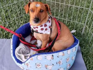 Cachorro raça Mestiça bassêt idade 3 anos nome Belinha