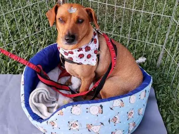 Cachorro ra a Mestiça bassêt idade 3 anos nome Belinha