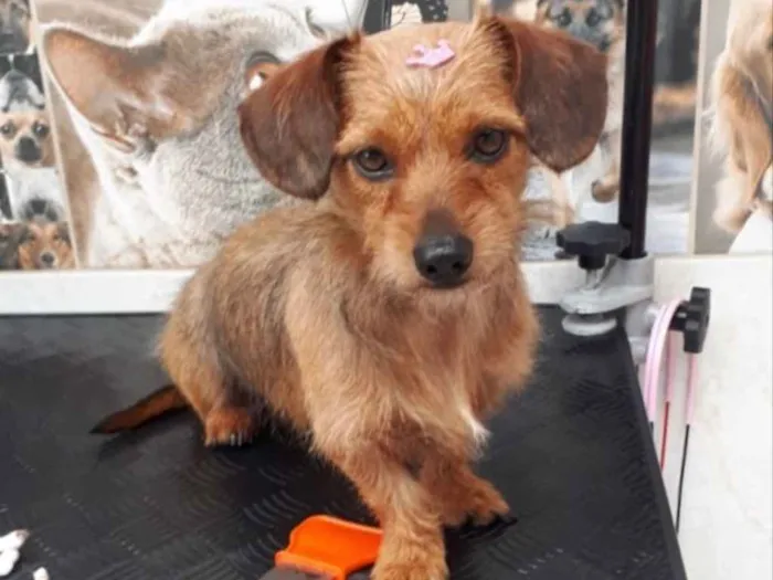 Cachorro ra a SEM RACA DEFINIDA idade 2 anos nome DRIKA