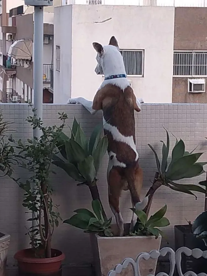 Cachorro ra a SRD idade 1 ano nome Fred