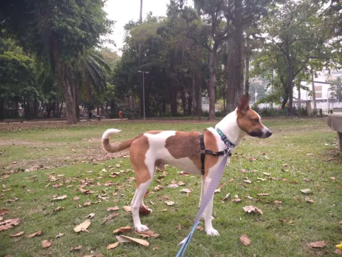 Cachorro ra a SRD idade 1 ano nome Fred
