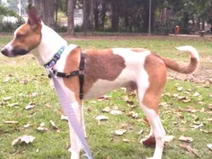 Cachorro raça SRD idade 1 ano nome Fred