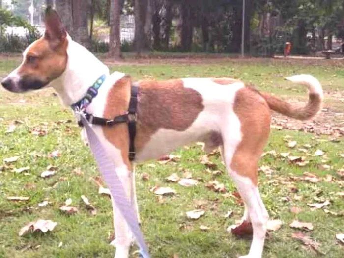 Cachorro ra a SRD idade 1 ano nome Fred