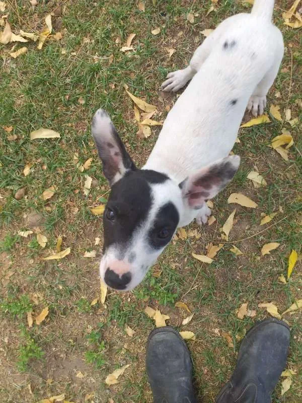 Cachorro ra a SRD idade 2 a 6 meses nome Jennifer