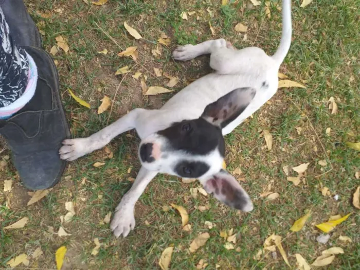 Cachorro ra a SRD idade 2 a 6 meses nome Jennifer