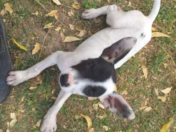 Cachorro ra a SRD idade 2 a 6 meses nome Jennifer