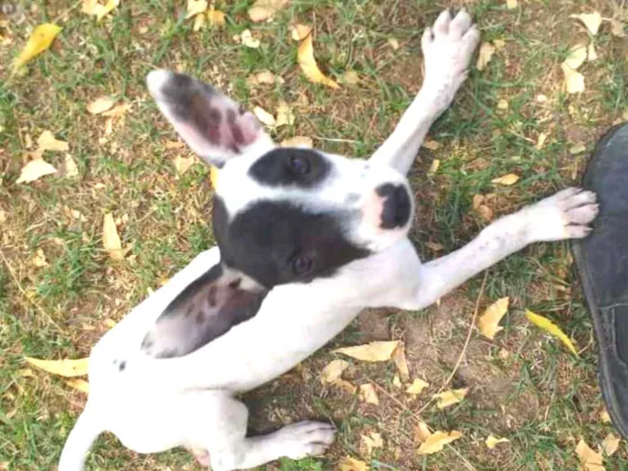 Cachorro ra a SRD idade 2 a 6 meses nome Jennifer