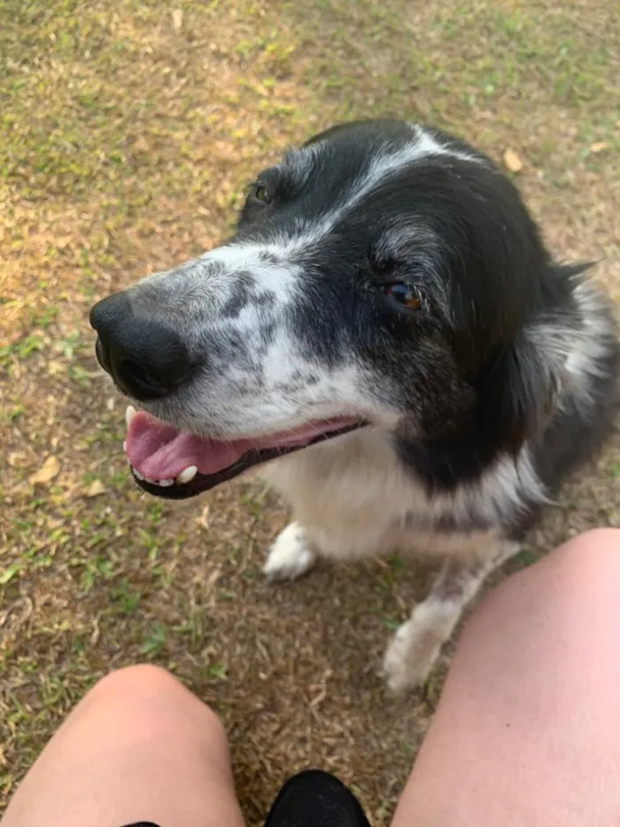 Cachorro ra a Border  idade 6 ou mais anos nome Gaia 