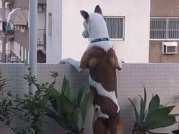 Cachorro ra a SRD idade 1 ano nome Fred