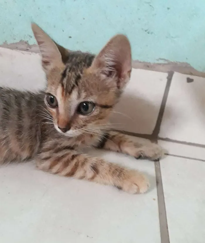 Gato ra a SRD idade Abaixo de 2 meses nome Sem nome
