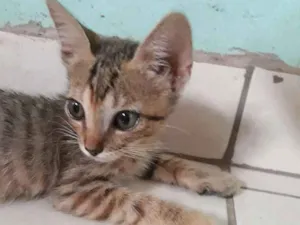 Gato raça SRD idade Abaixo de 2 meses nome Sem nome