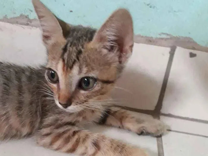Gato ra a SRD idade Abaixo de 2 meses nome Sem nome