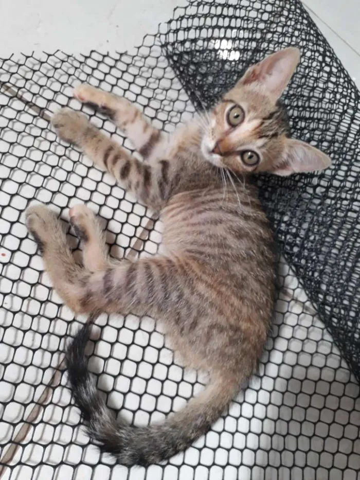 Gato ra a SRD idade Abaixo de 2 meses nome Sem nome