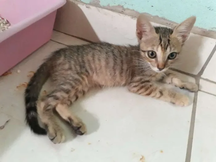 Gato ra a SRD idade Abaixo de 2 meses nome Sem nome