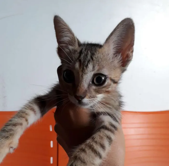 Gato ra a SRD idade Abaixo de 2 meses nome Sem nome