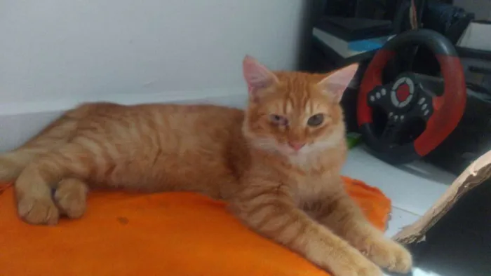 Gato ra a Gato malhado idade 2 a 6 meses nome Garfield 