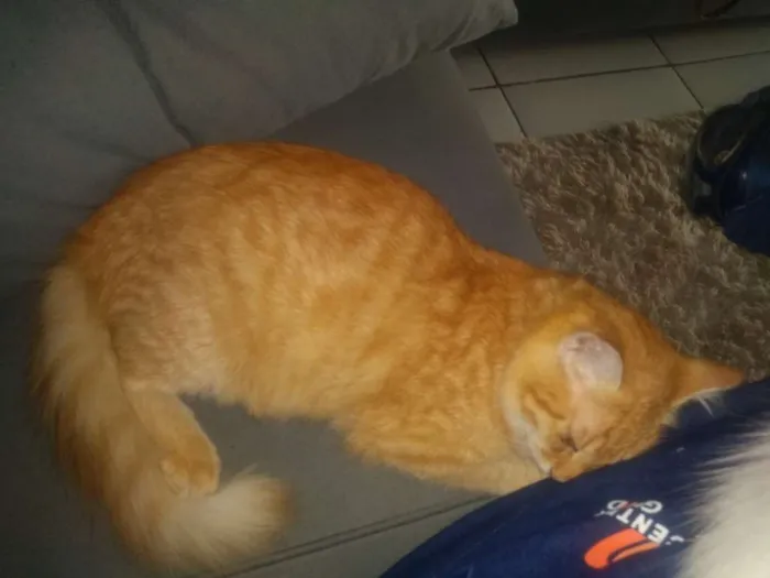 Gato ra a Gato malhado idade 2 a 6 meses nome Garfield 