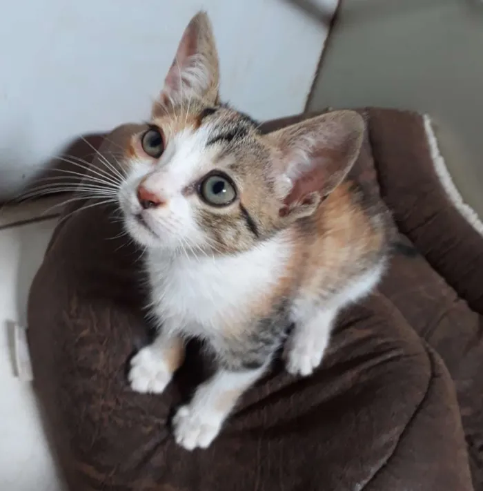Gato ra a SRD idade Abaixo de 2 meses nome Sem nome