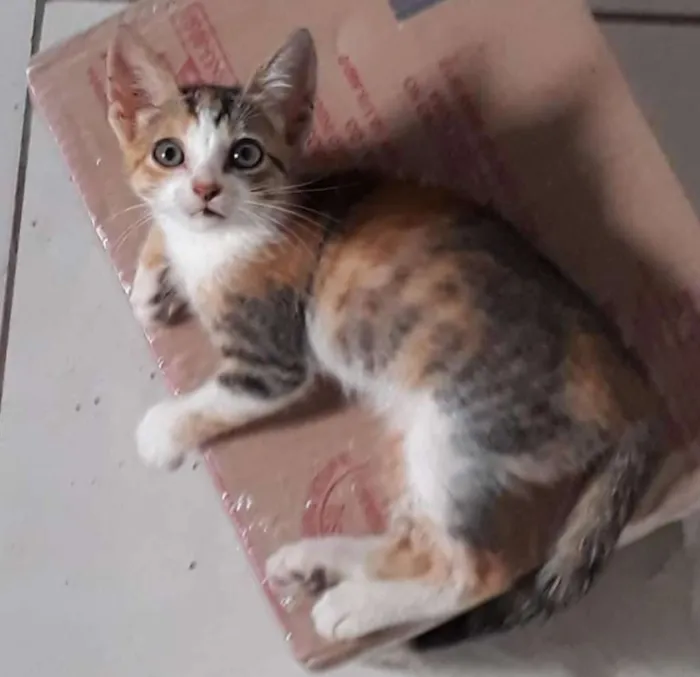 Gato ra a SRD idade Abaixo de 2 meses nome Sem nome