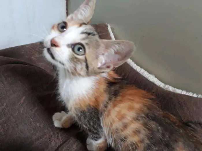 Gato ra a SRD idade Abaixo de 2 meses nome Sem nome