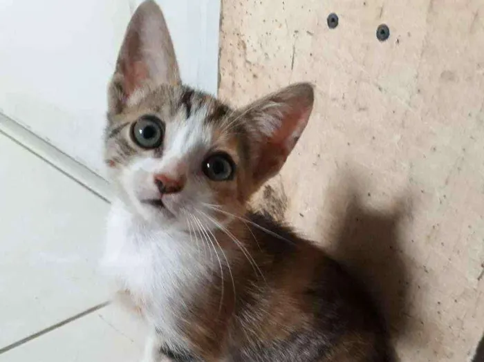 Gato ra a SRD idade Abaixo de 2 meses nome Sem nome