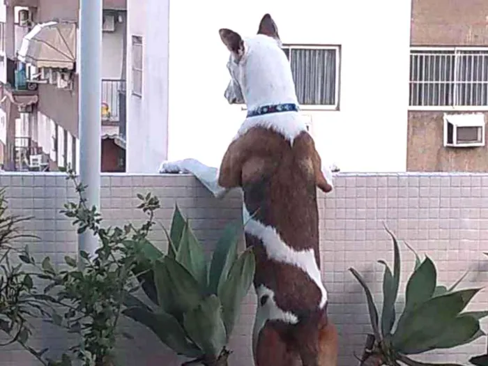 Cachorro ra a SRD idade 1 ano nome Fred