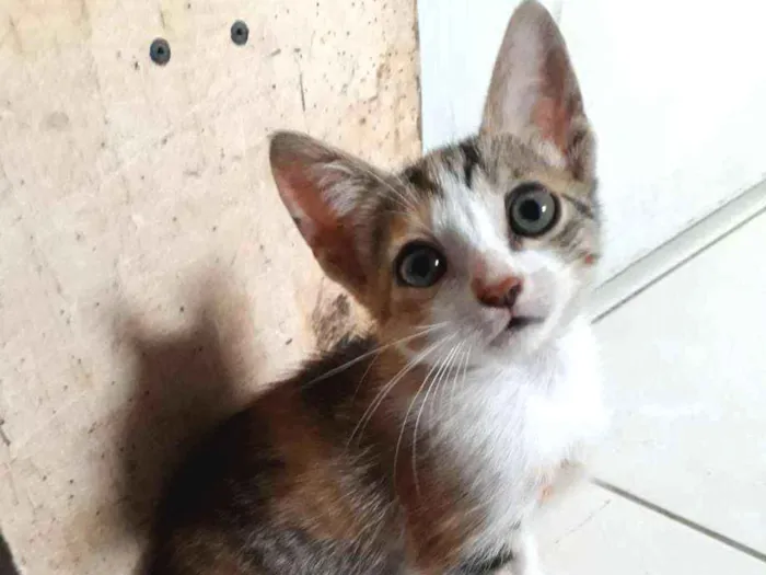 Gato ra a SRD idade Abaixo de 2 meses nome Sem nome