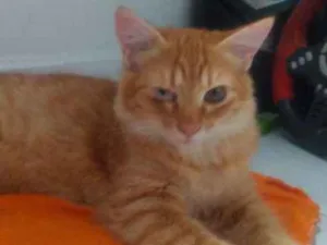 Gato raça Gato malhado idade 2 a 6 meses nome Garfield 