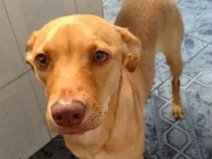 Cachorro raça Vira lata idade 1 ano nome Flor