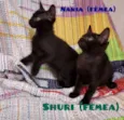 Nakia e Shuri