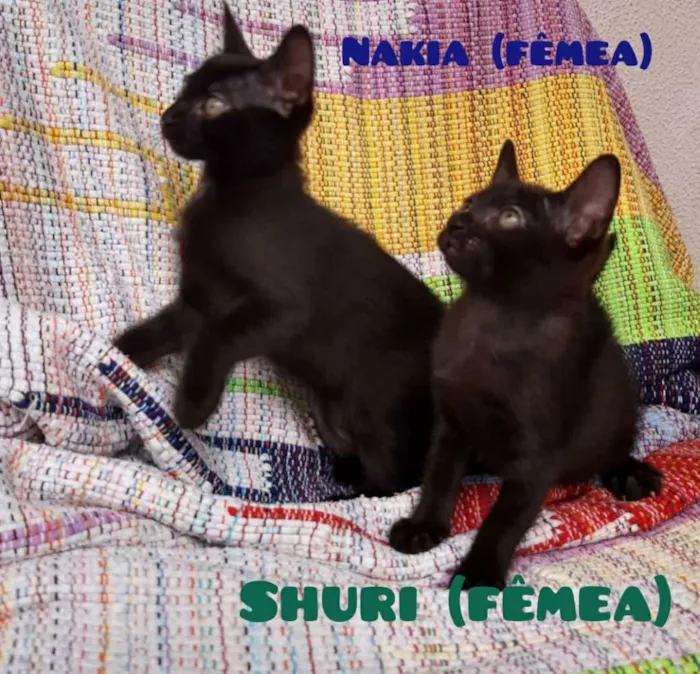Gato ra a SRD idade 2 a 6 meses nome Nakia e Shuri