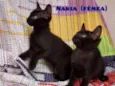 Nakia e Shuri