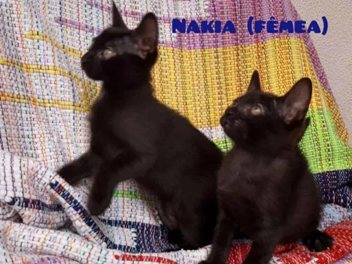 Gato ra a SRD idade 2 a 6 meses nome Nakia e Shuri