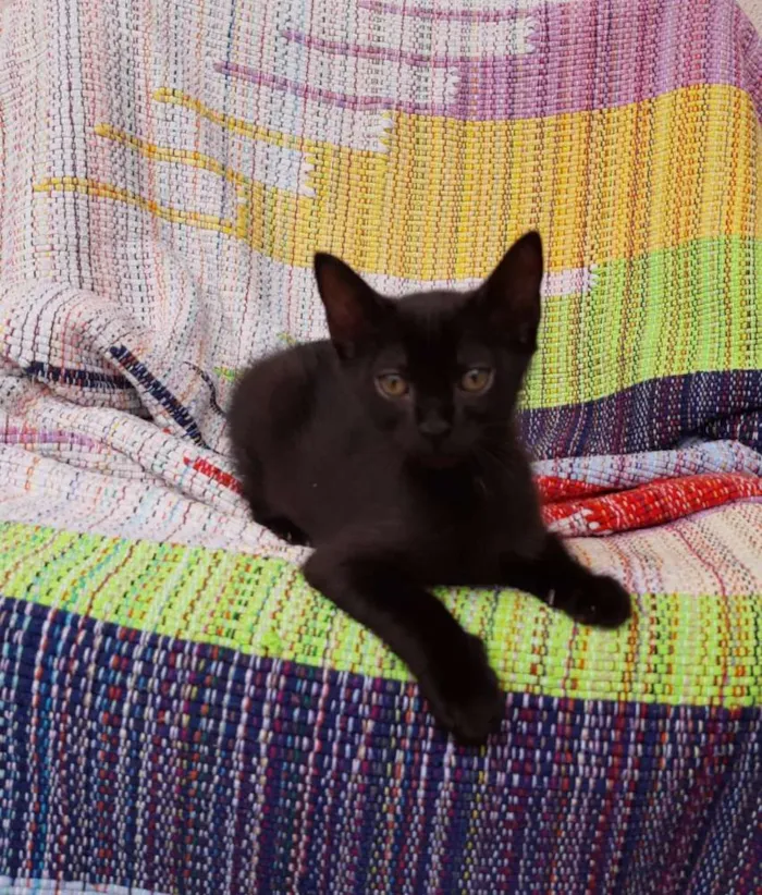 Gato ra a SRD idade 2 a 6 meses nome Nakia e Shuri