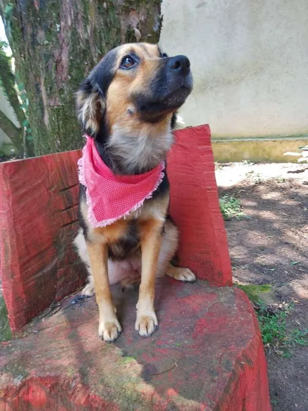 Cachorro ra a srd idade 1 ano nome Pan