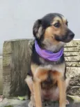 Pan